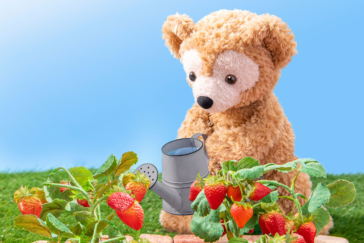ダッフィーは散歩中に見つけたいちごに毎日水をあげて、大切に育ててい