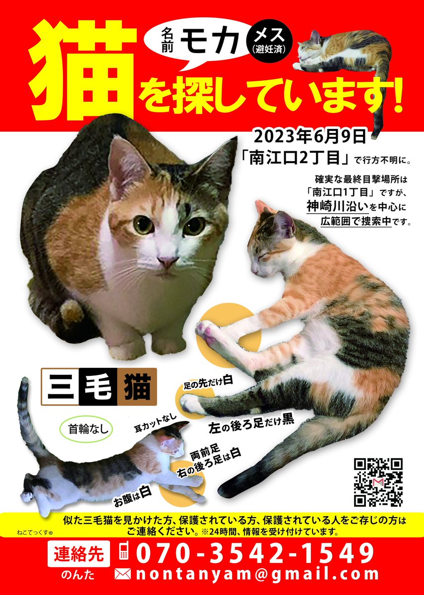 三毛猫モカちゃん探してます (@naokunyam) / Posts / X