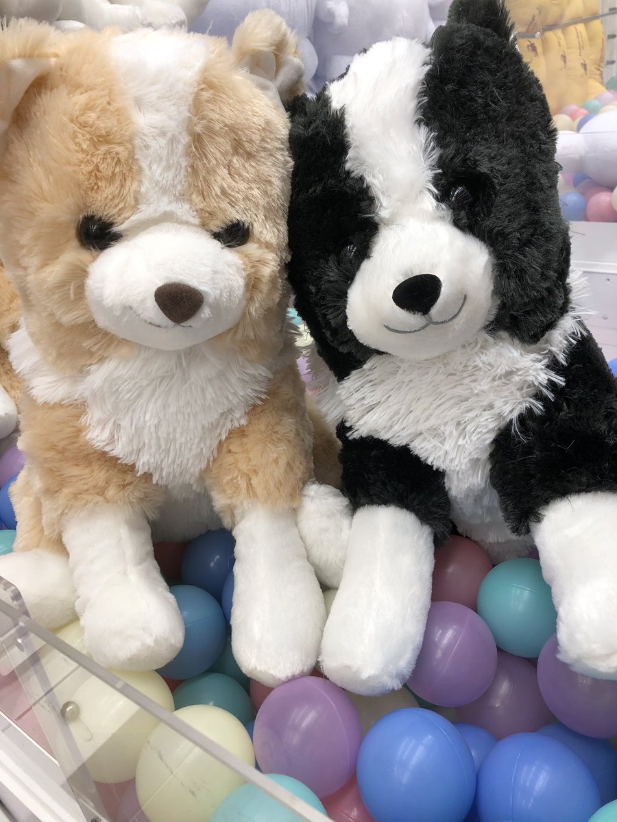 くったりボーダーコリーおりこうさんウルトラBIGぬいぐるみを入荷しま