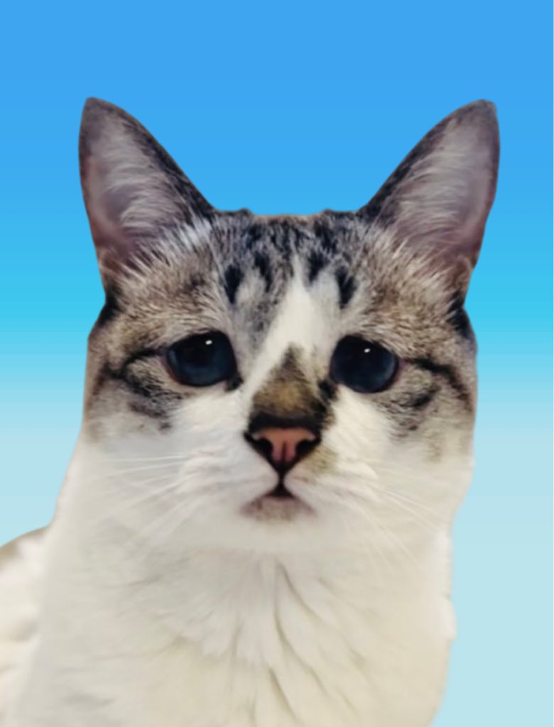 🥺 #全日本ﾈｺﾁｬﾝ証明写真選手権