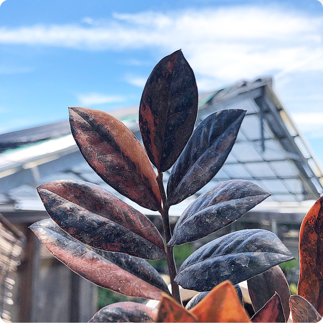 超超超超希少株】 世界でもほとんど確認されていない、ザミオクルカス