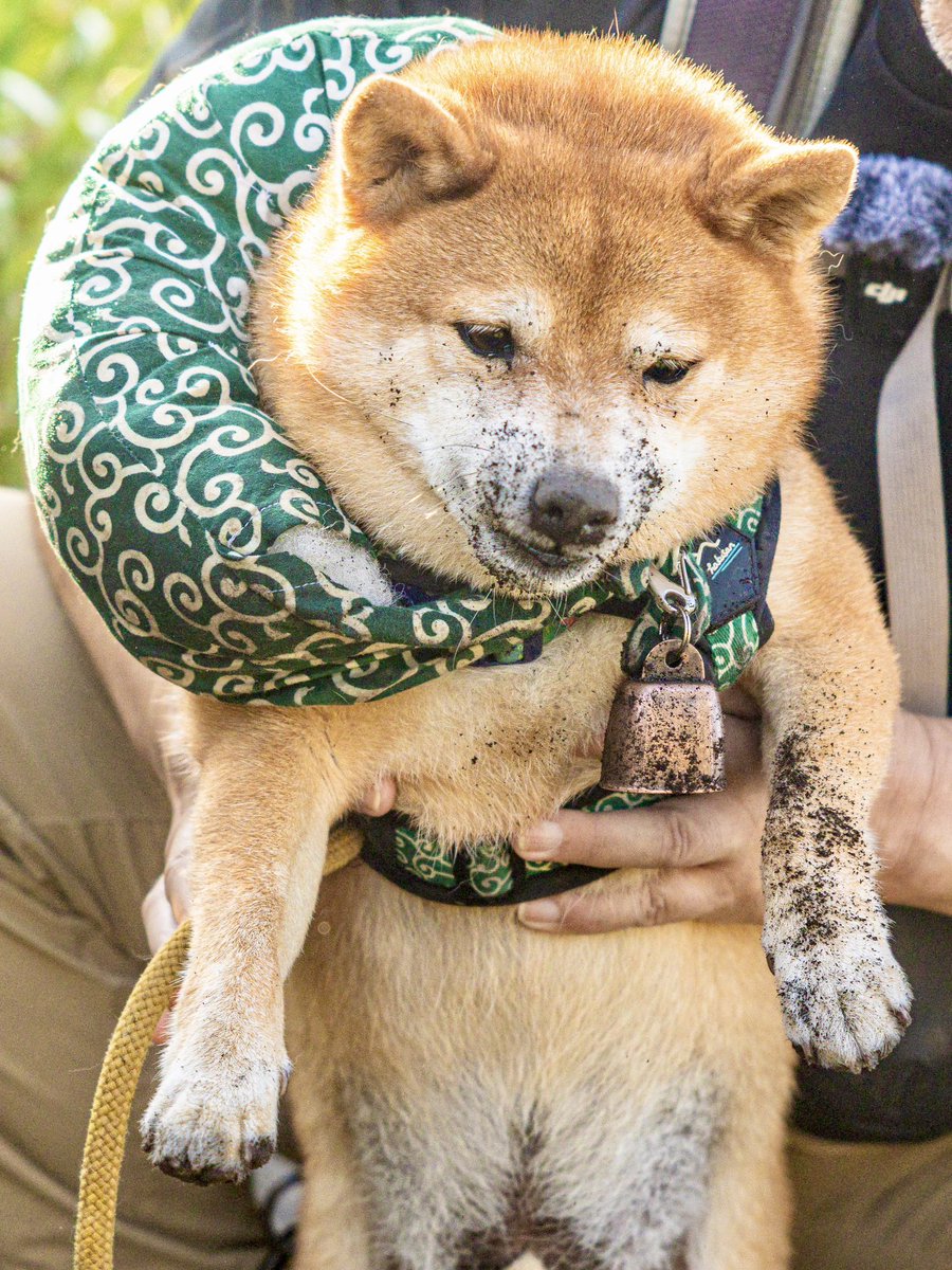 柴犬たけちよ (@takechiyo_shiba) / Posts / X