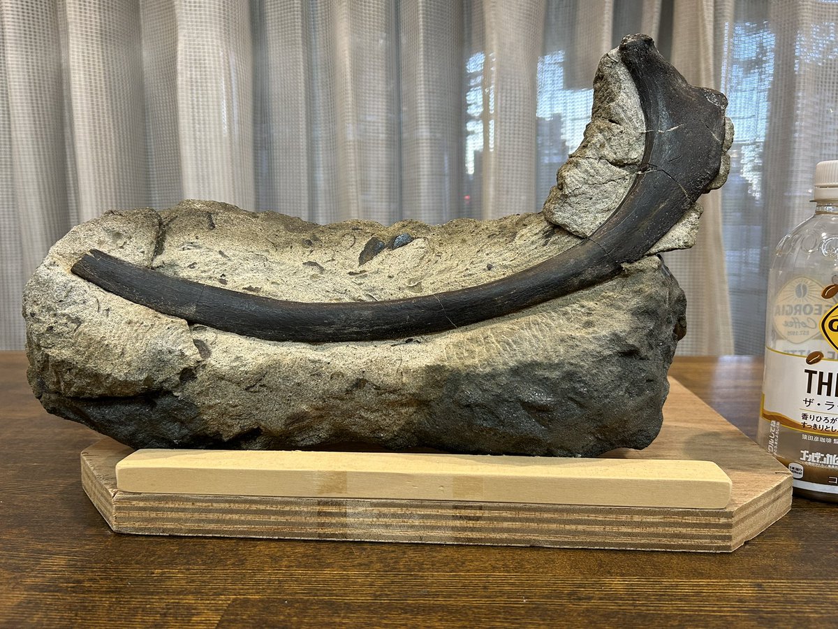 こっちん@アングスティデンス見つけ隊 (@angustidens7) / Posts / X