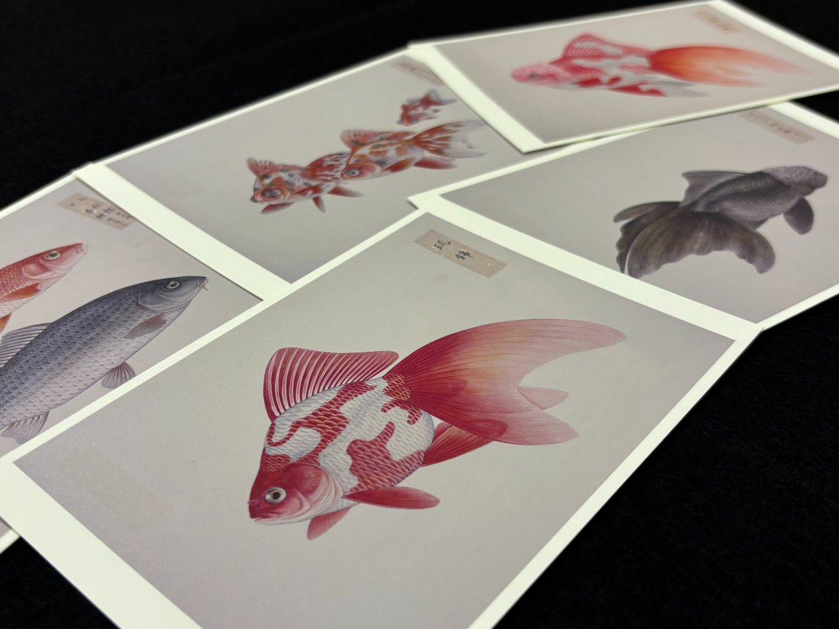 金魚図譜展 開幕！ 今回展示する肉筆画『魚譜』 初公開となるこの作品