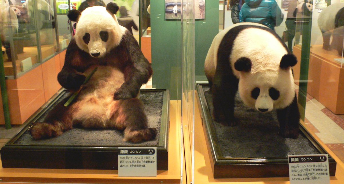 1972年の今日11月5日、ジャイアントパンダのカンカンとランランが日本