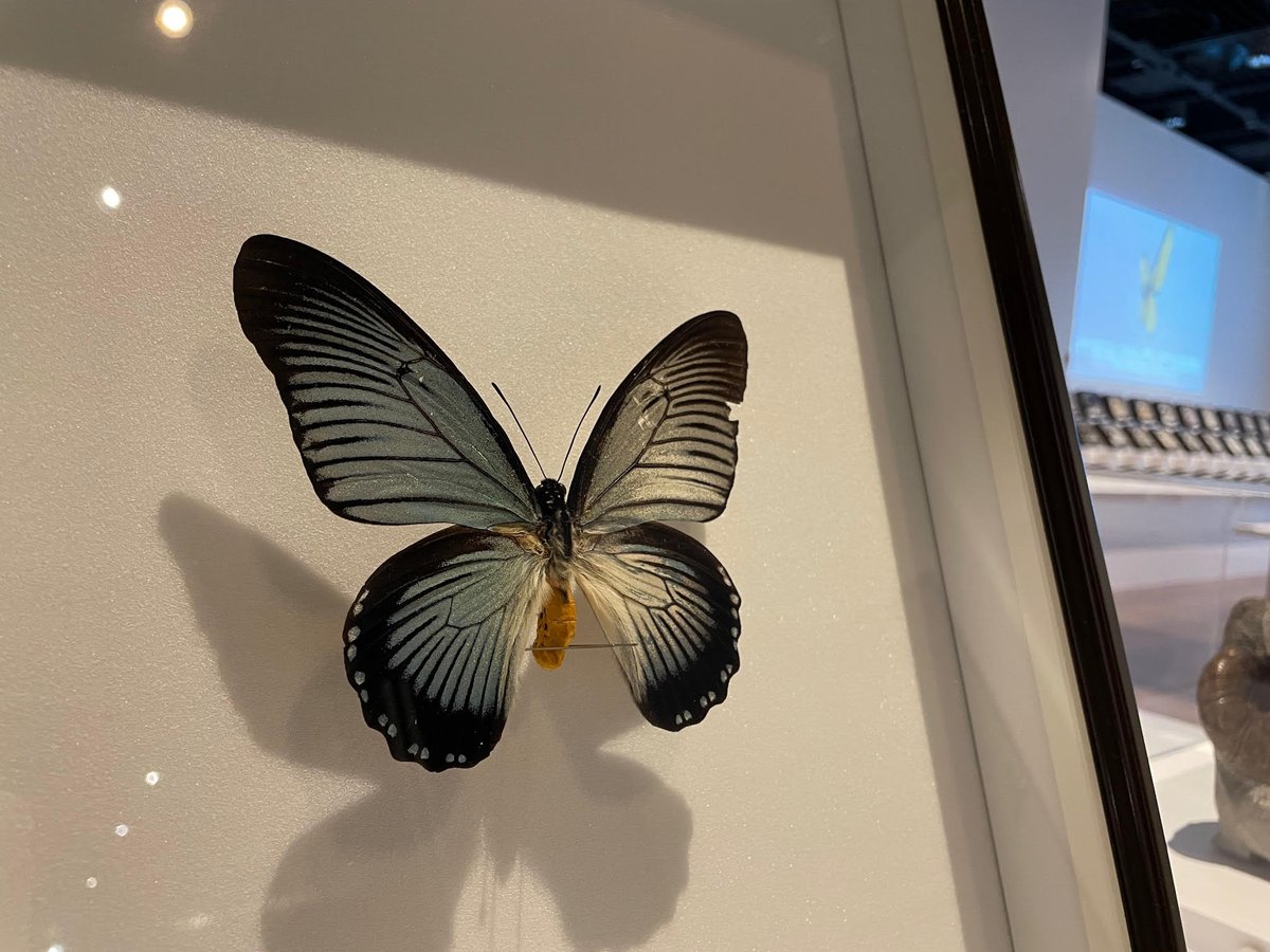 特別展「異形の美学」のポスターを飾る展示の目玉、アフリカのザルモク