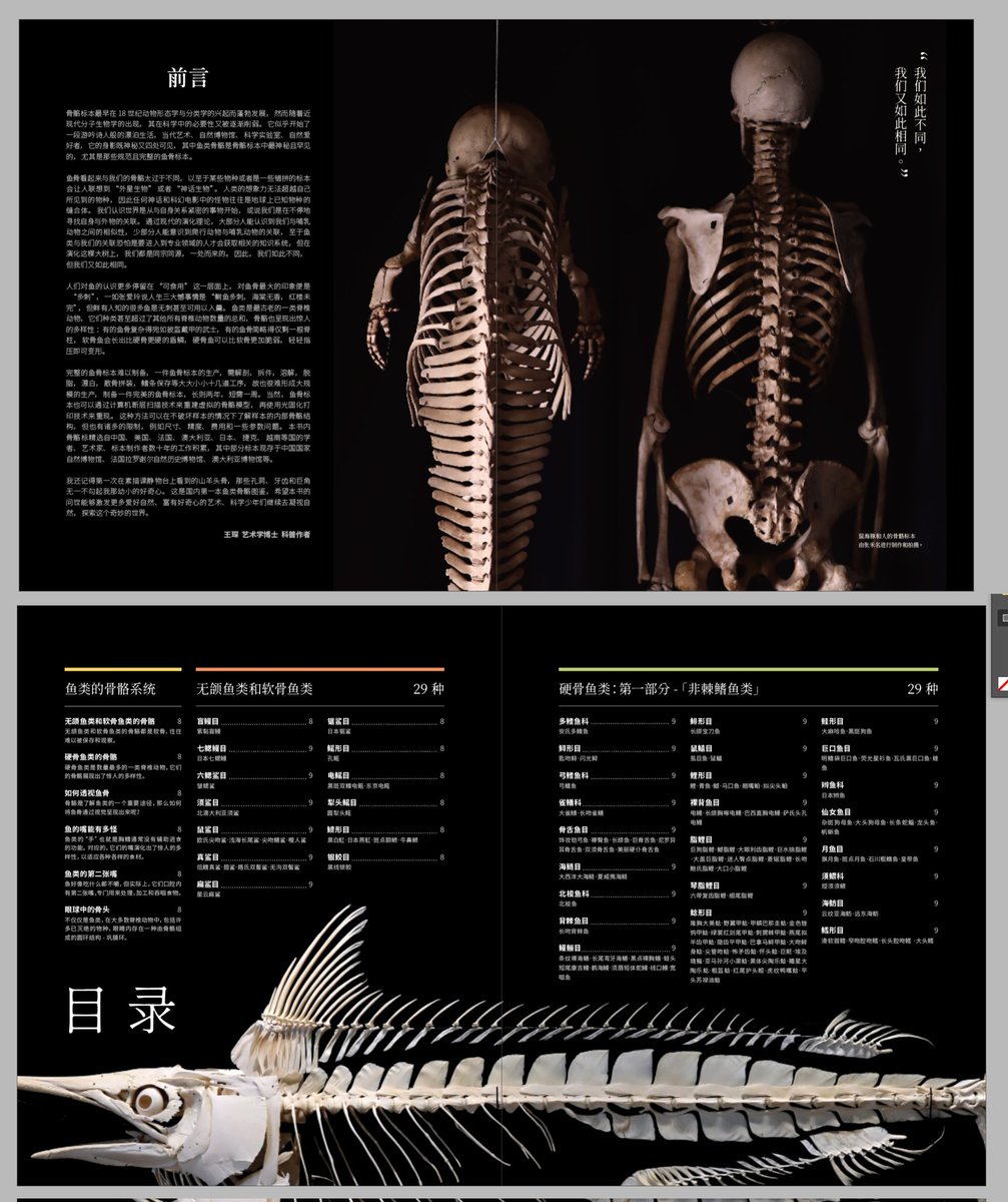 stevensfishskullmuseum (@P9xutg8HqMVr5Qg) / Posts and Replies / X