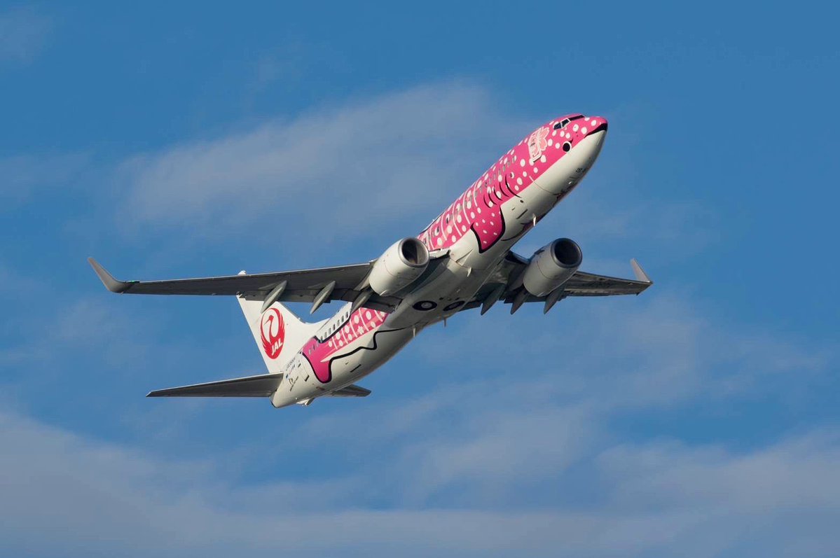 ✈🩷—————————— #さくらジンベエジェット 就航11周年