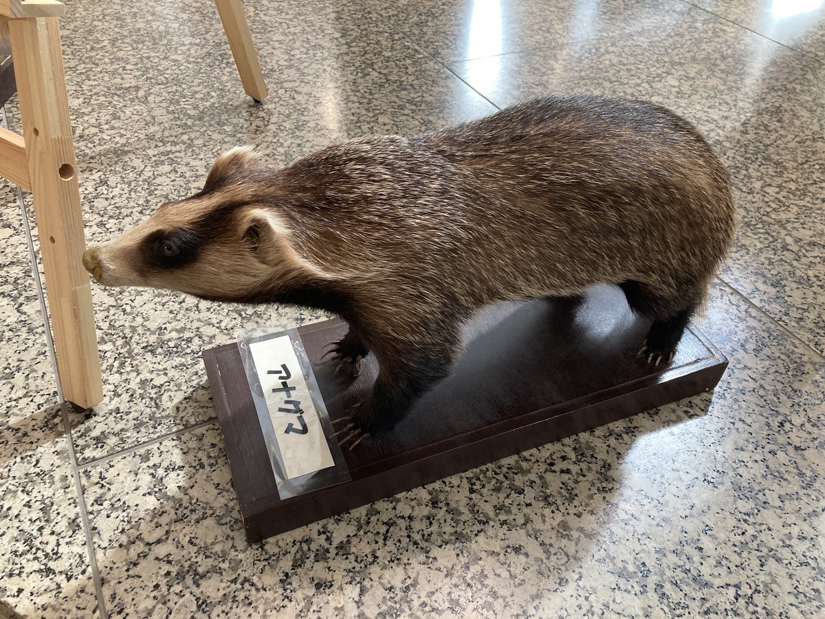 都内某所で外来種その他の野良動物の剥製の展示見かける。タヌキは