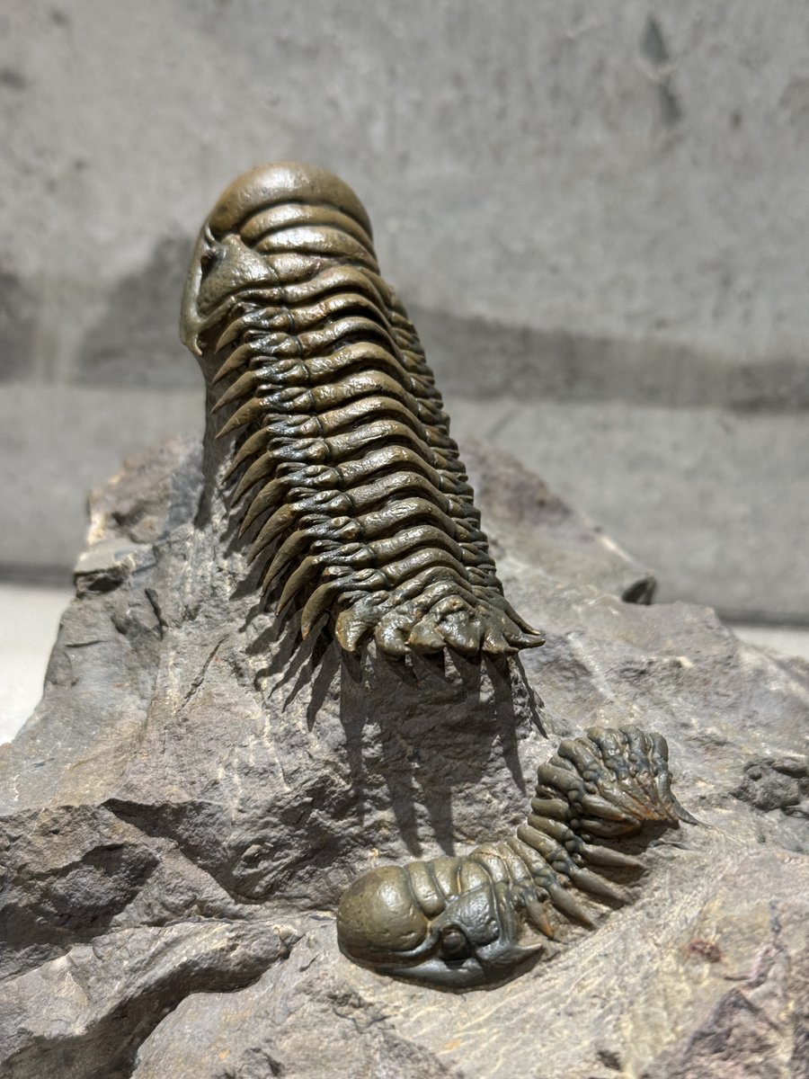 2体の三葉虫が同居するマルチプレート標本＞ 人気の三葉虫「クロタロセ