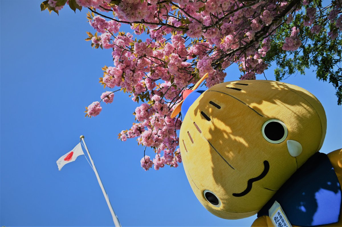 桜が満開だった時のベストショットです！皆さんは、どの「＃たまちゃん
