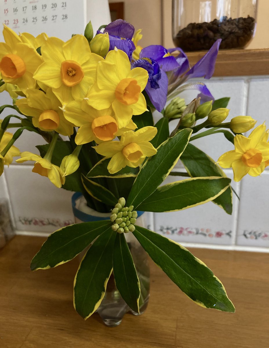 敬愛する先生がわが家のクリスマスローズを見に来て下さる（しかし