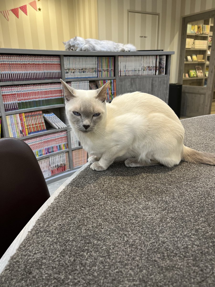 みけねこ (@mikeneko_jinro) / Posts / X