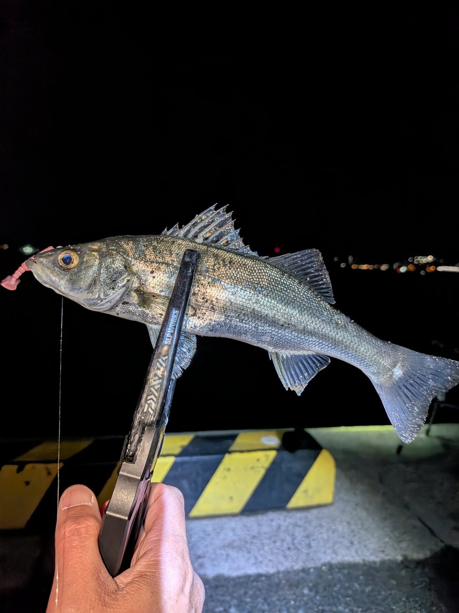 餌木酔 モンゴウマン (@egiyoimongoman) / Posts / X