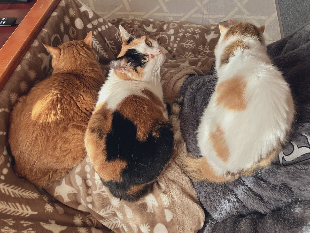 キャット (@4HWYdYFecS71FZn) / Posts / X