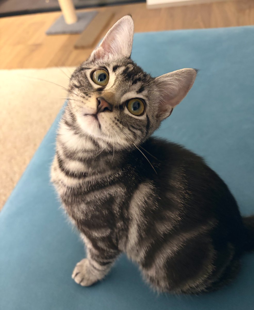 ミカヅチ (@nPwmCkajg6OuOcl) / Posts / X