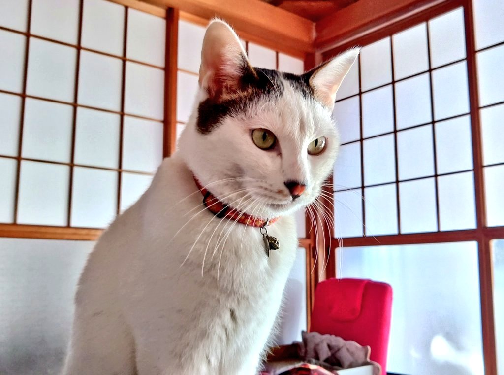 バイク好きが撮った猫の画像を無言で貼る見た人もやってねお願い𓃠𓈒