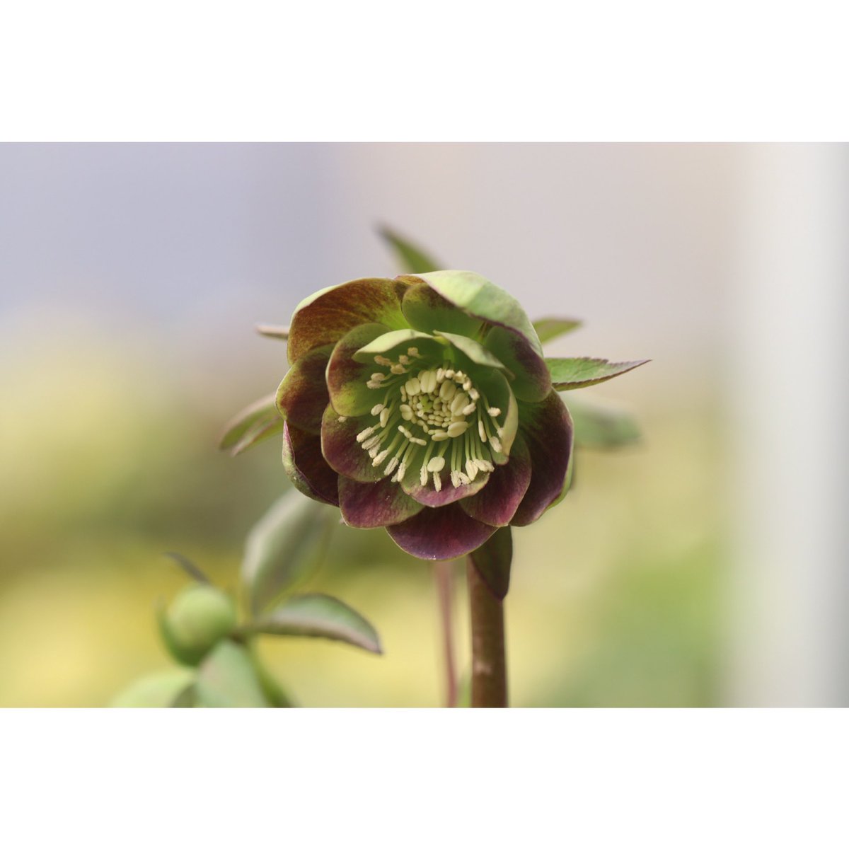 ohgi_nursery (@OhgiNursery) / Posts / X