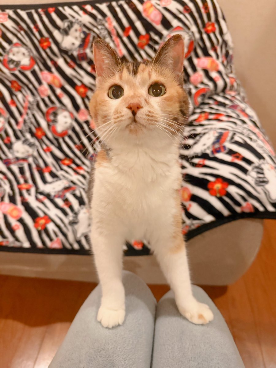 Post by あめちゃん🐱 on X: 🐱