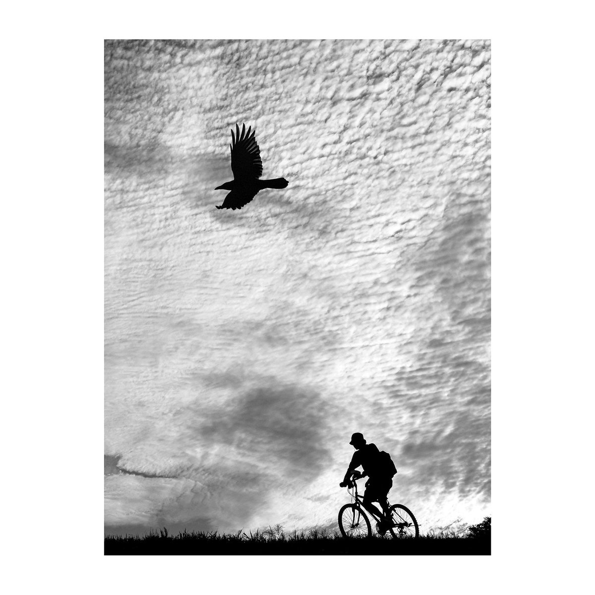 シリーズ『カラス・ The Crow ／ 虚構の翼・Fictional wings 』 #野鳥