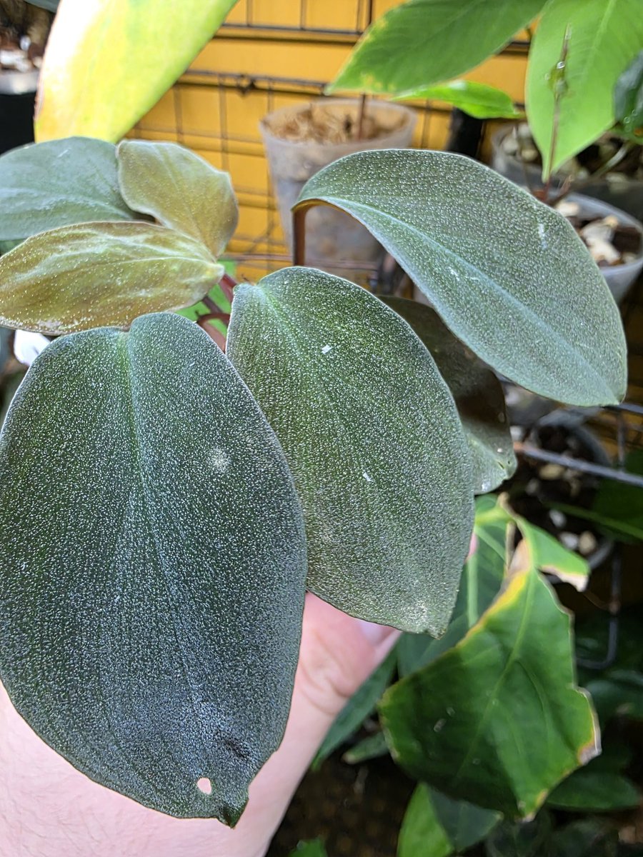 雨林ノ市 もてく Homalomena sp. Langkat 黒雫系ですね、少ないですが