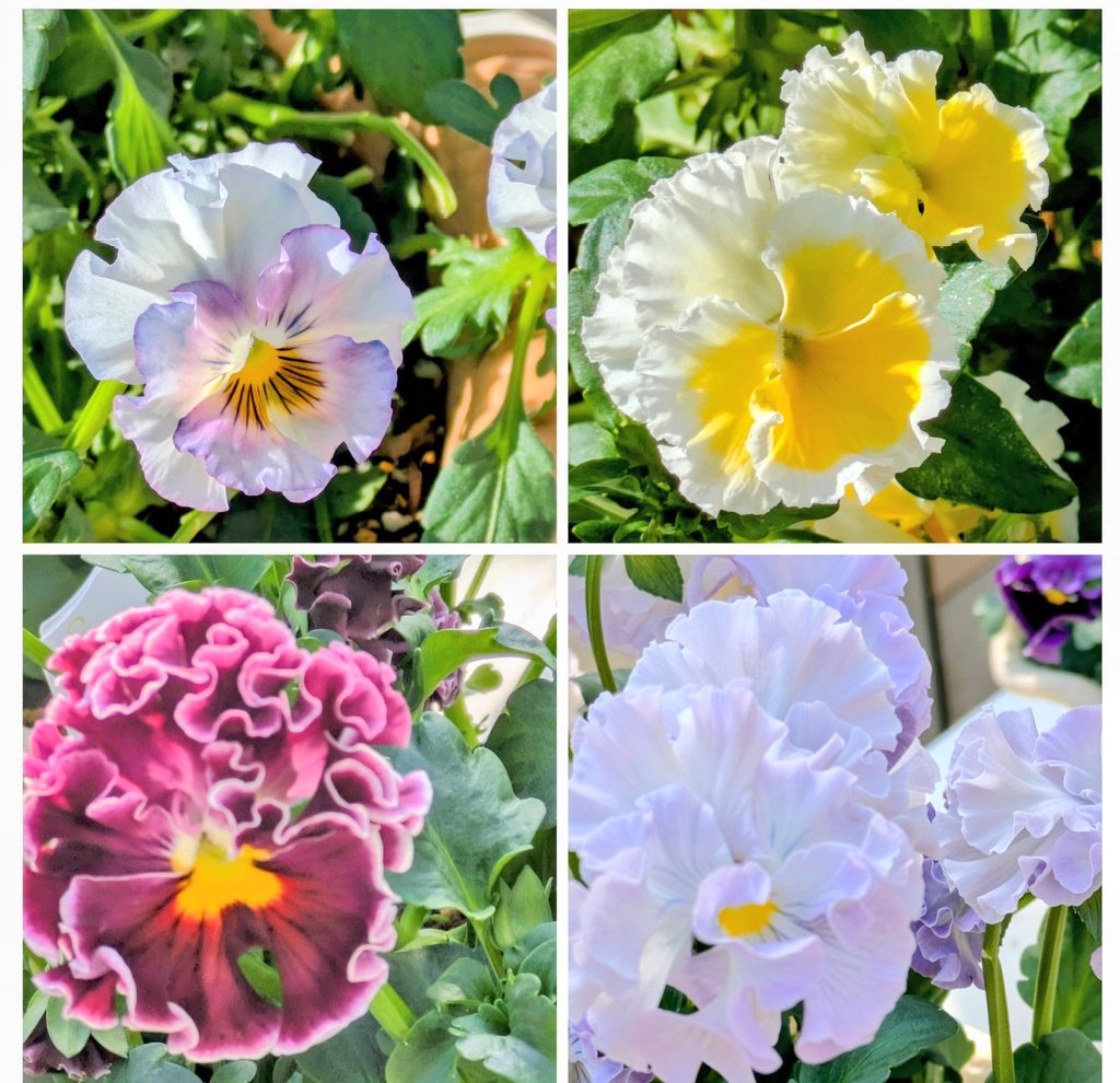 のんちゃんにﾎﾟﾁｯ💜