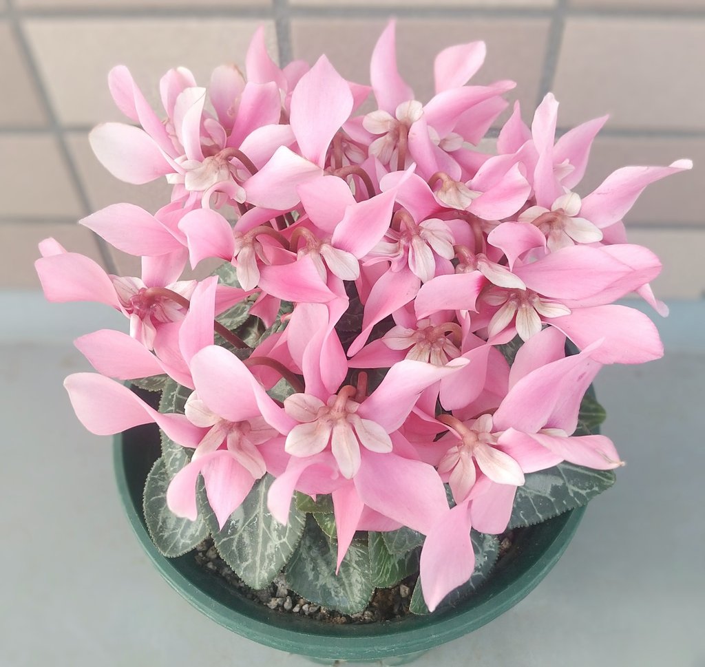 RT @wFPUIDPcFsETHlv: 今日のお花はシクラメンのジックスです。 冬の間