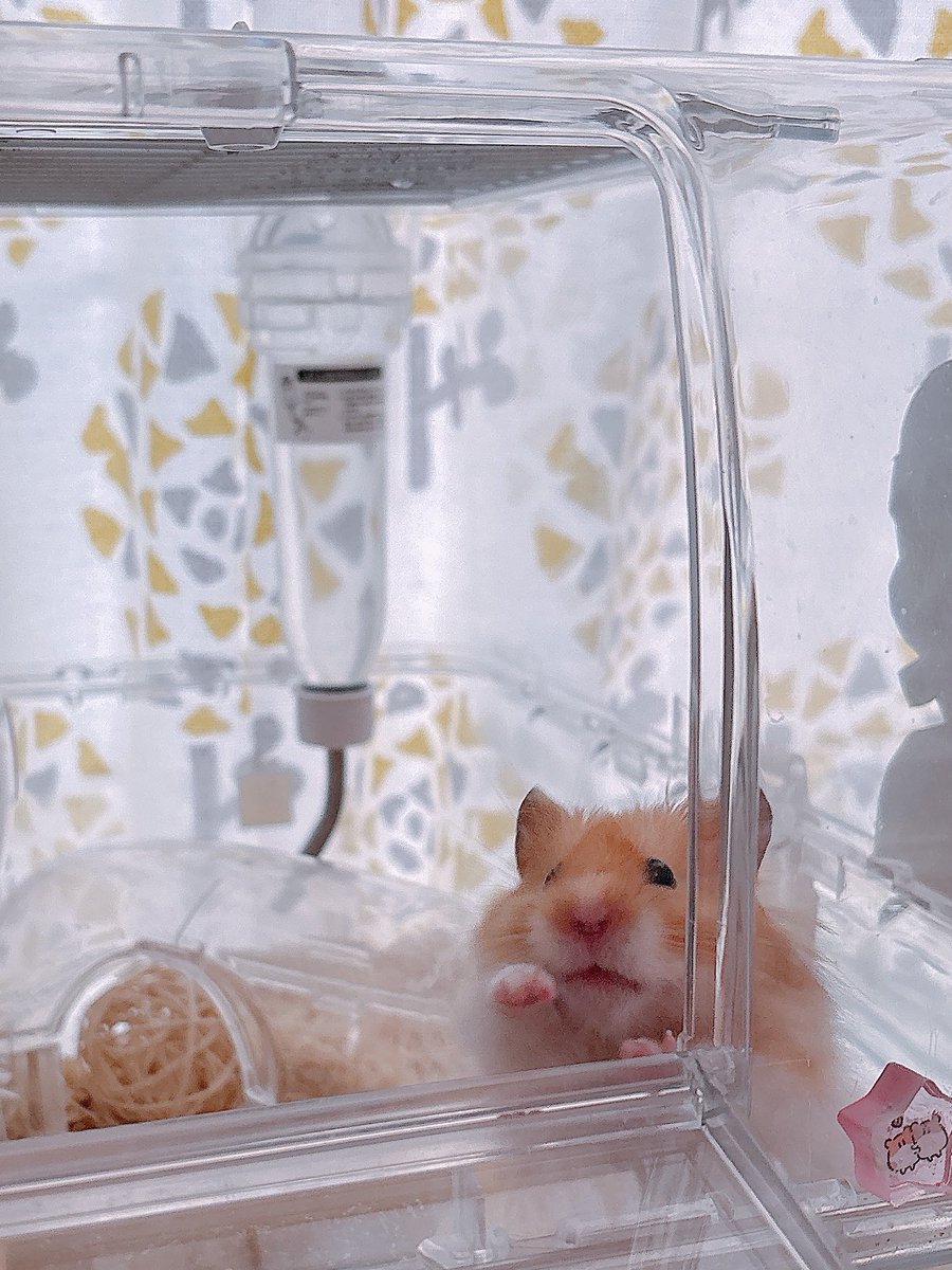 ⋆⸜ᴳᴼᴼᴰ ᴹᴼᴿᴺᴵᴺᴳ⸝⋆*