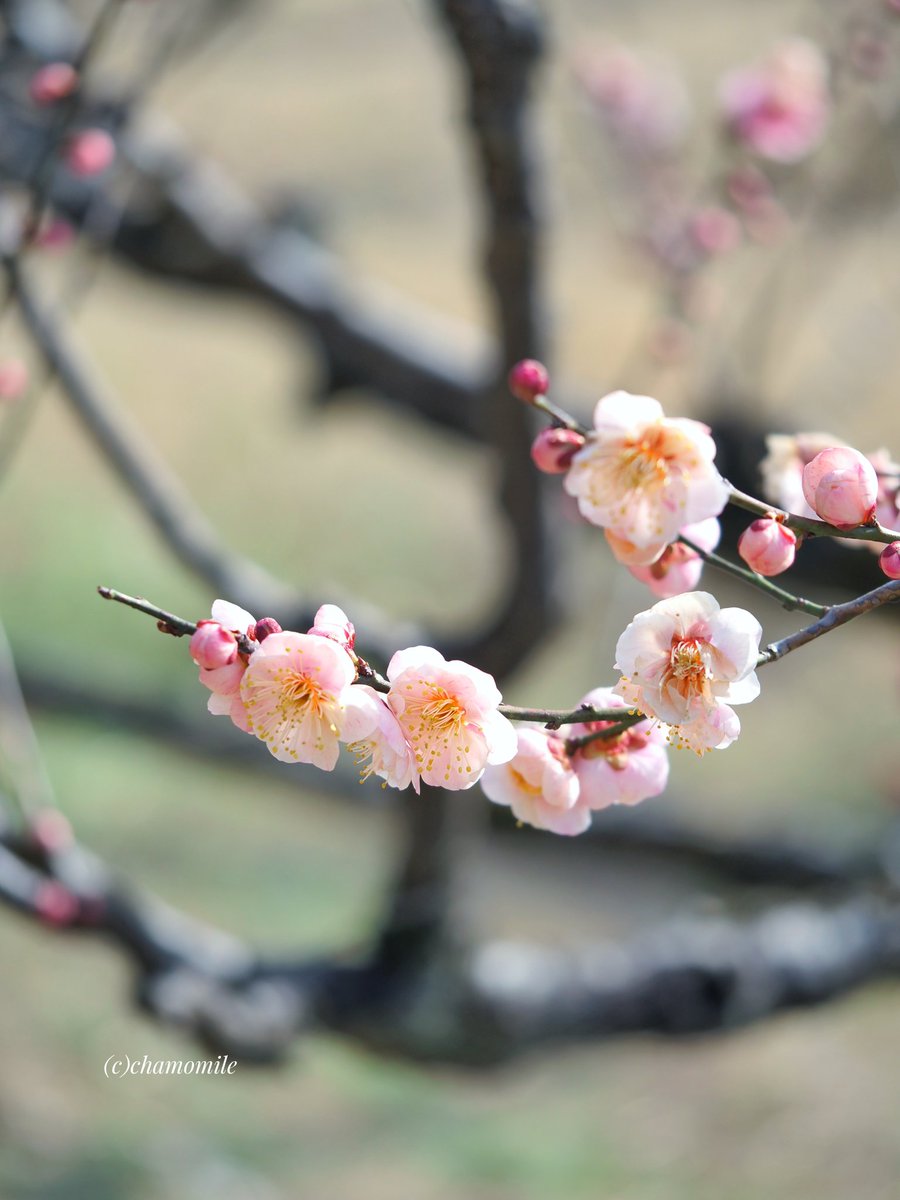 RT @chamomi34491444: 2月18日 ﾟ・:*✿ 優しさと可愛いらしさ まるで