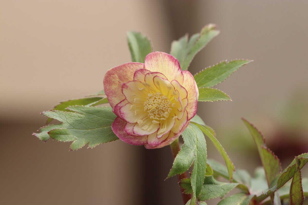 ohgi_nursery (@OhgiNursery) / Posts / X