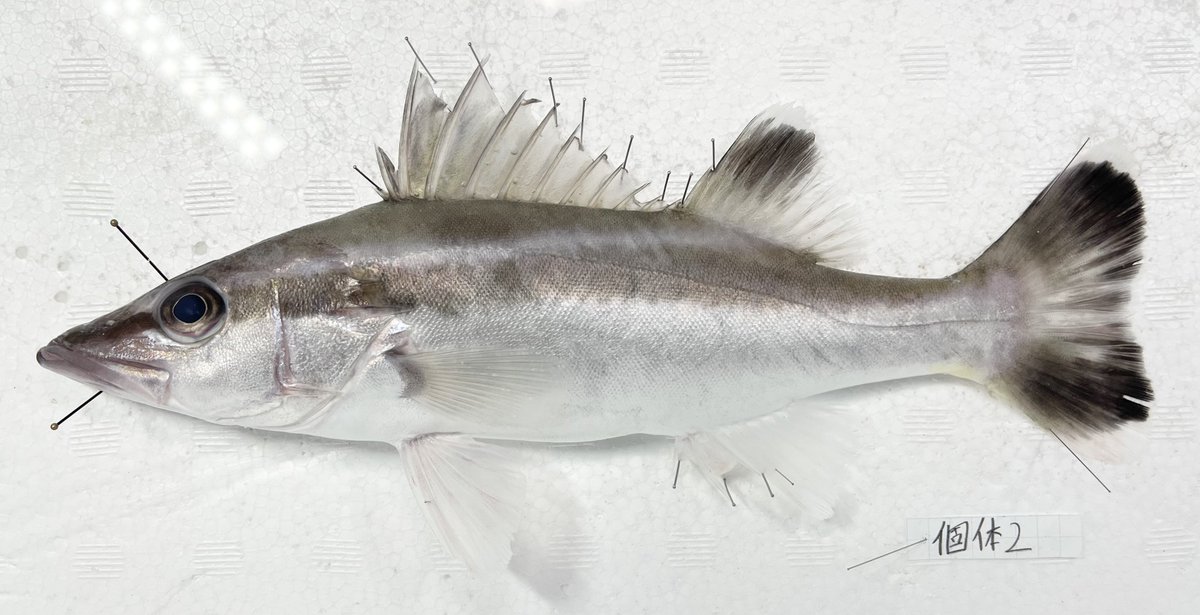 動脈。'26💜🍬🗼 (@scienceheart0) / Posts / X