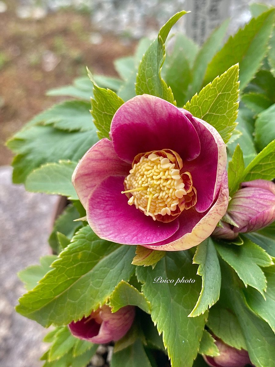 いよいよ鉢管理のクリスマスローズが咲き始めました。めっっちゃ可愛い