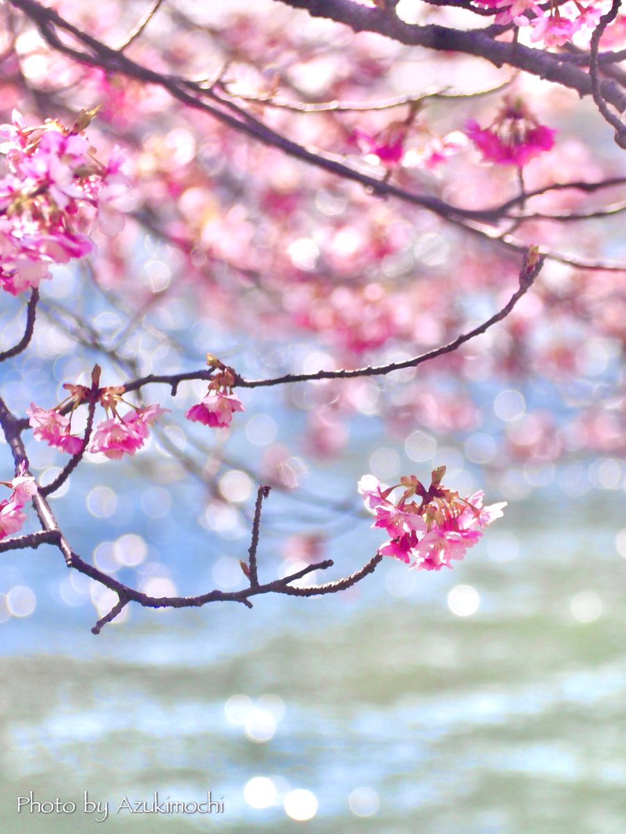 キラキラと輝く河津川の河津桜🌸*:・ﾟ