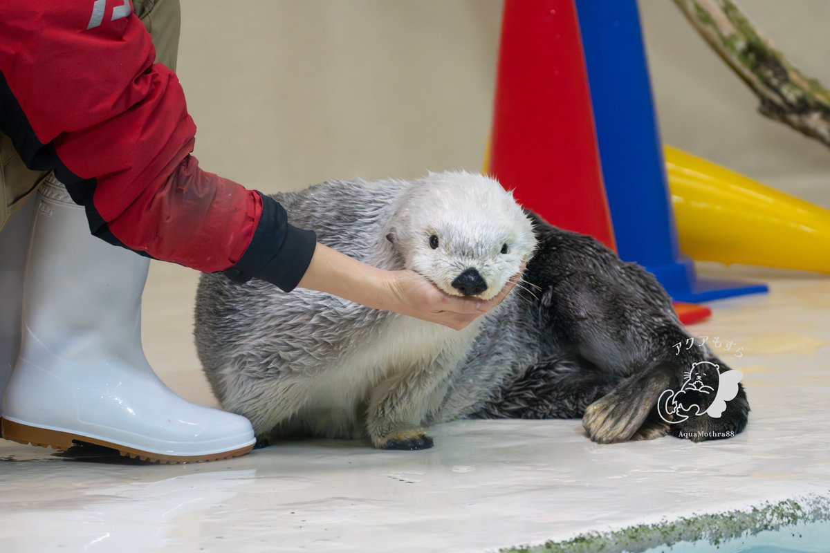 メイちゃんあご乗せコレクション （今使ってるSDカードに入ってた分