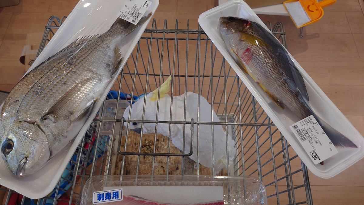 かずっぺ (@f31_leopard_xs) / Posts / X