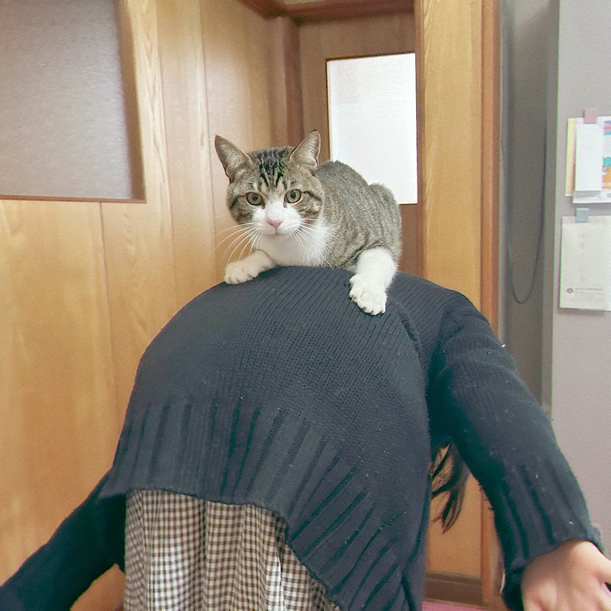 ねこのひ！𓏲𓎨