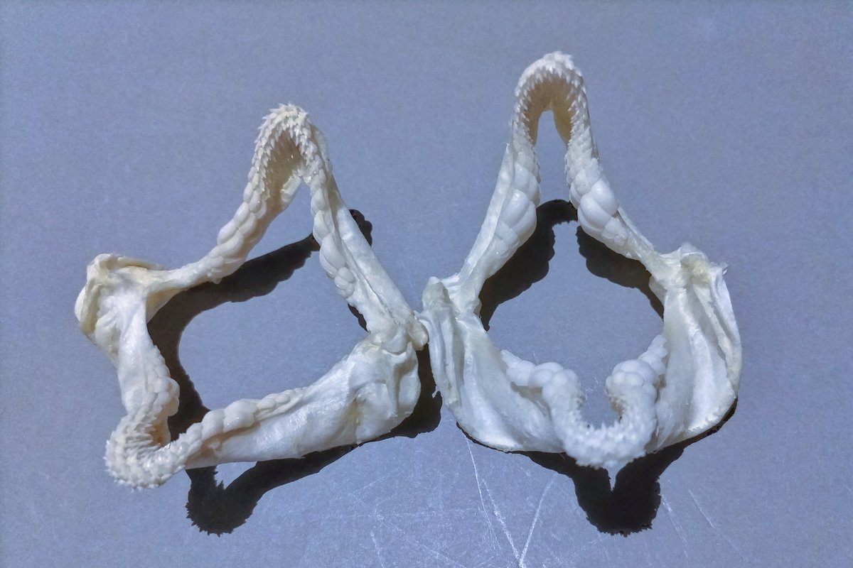 猫の日 ネコの日 なので シマネコザメ(左)とネコザメ(右)の顎標本を