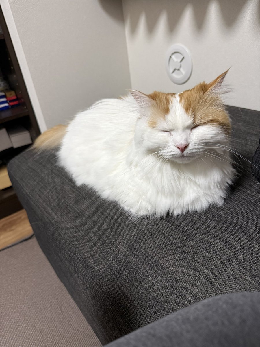 本日2月22日はにゃんにゃんにゃんの日でもあるみたいです😼 いつも癒し