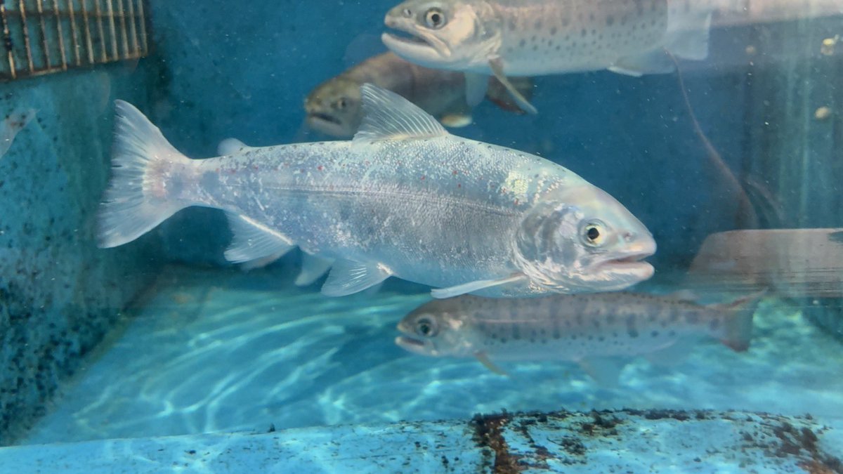 館内[川の広場]にいるサツキマス(アマゴ)の中に一際銀色に輝く個体がい