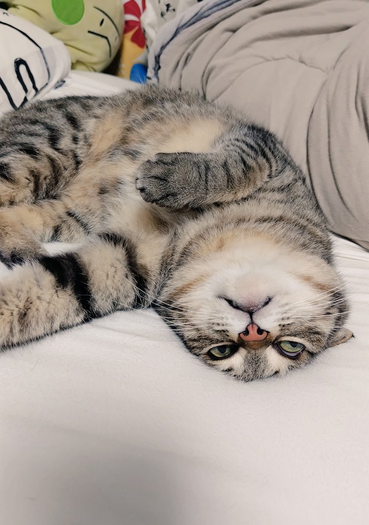 ゴロー🐾 (@cat_56chan) / Posts / X