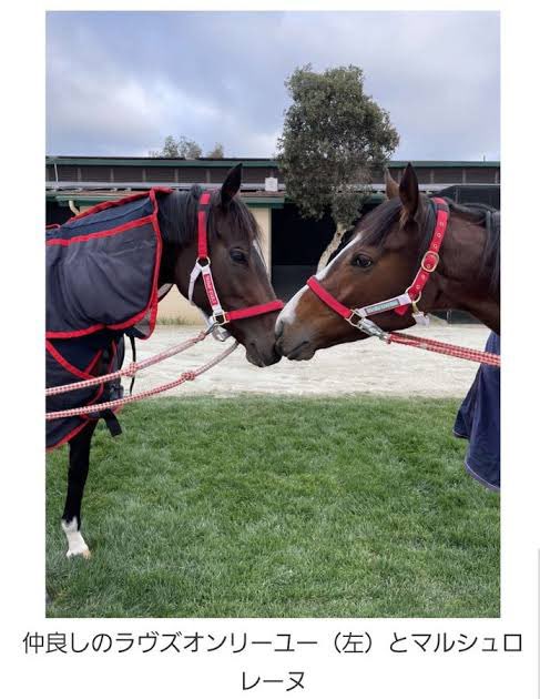 公式のウマ娘一覧でこの2人が縦に並んでるの意図的だよね