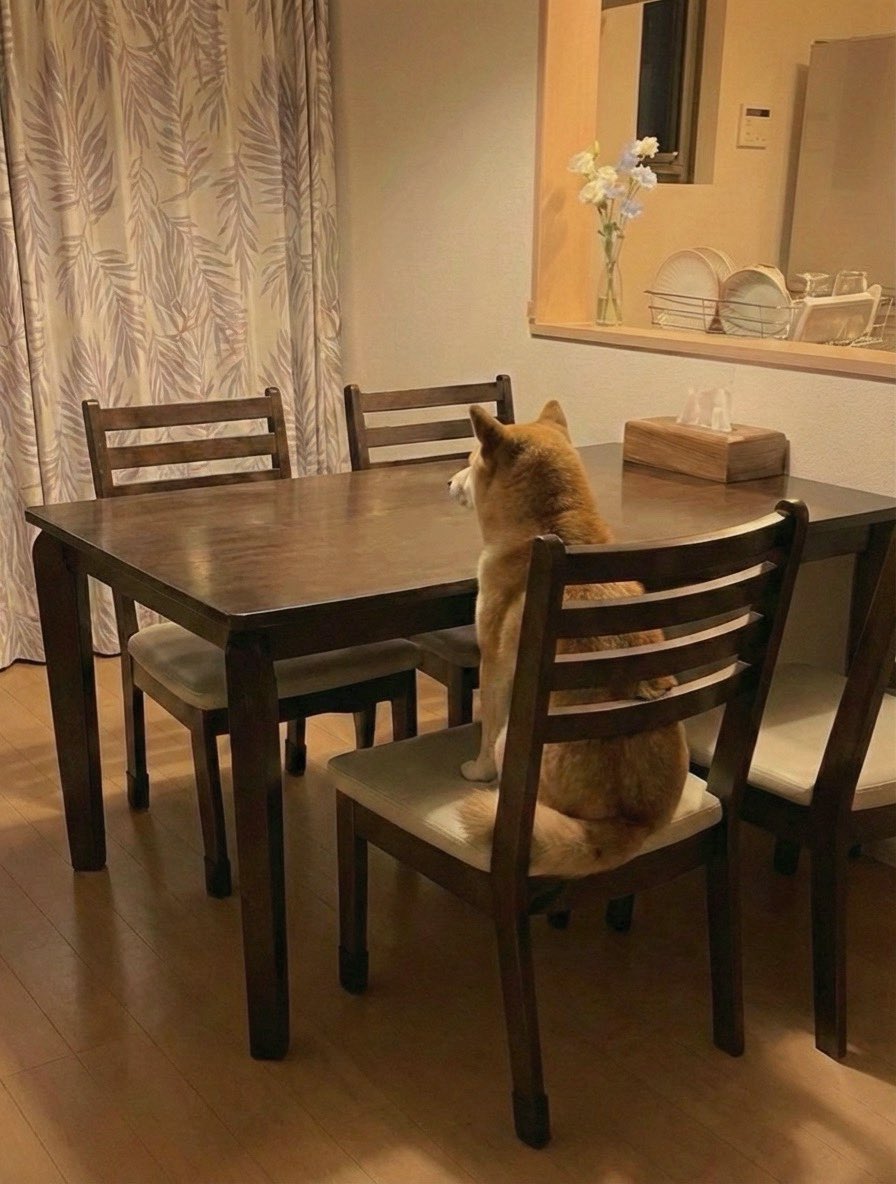 柴犬·͜·♡もも (@momonosekaiii) / Posts / X