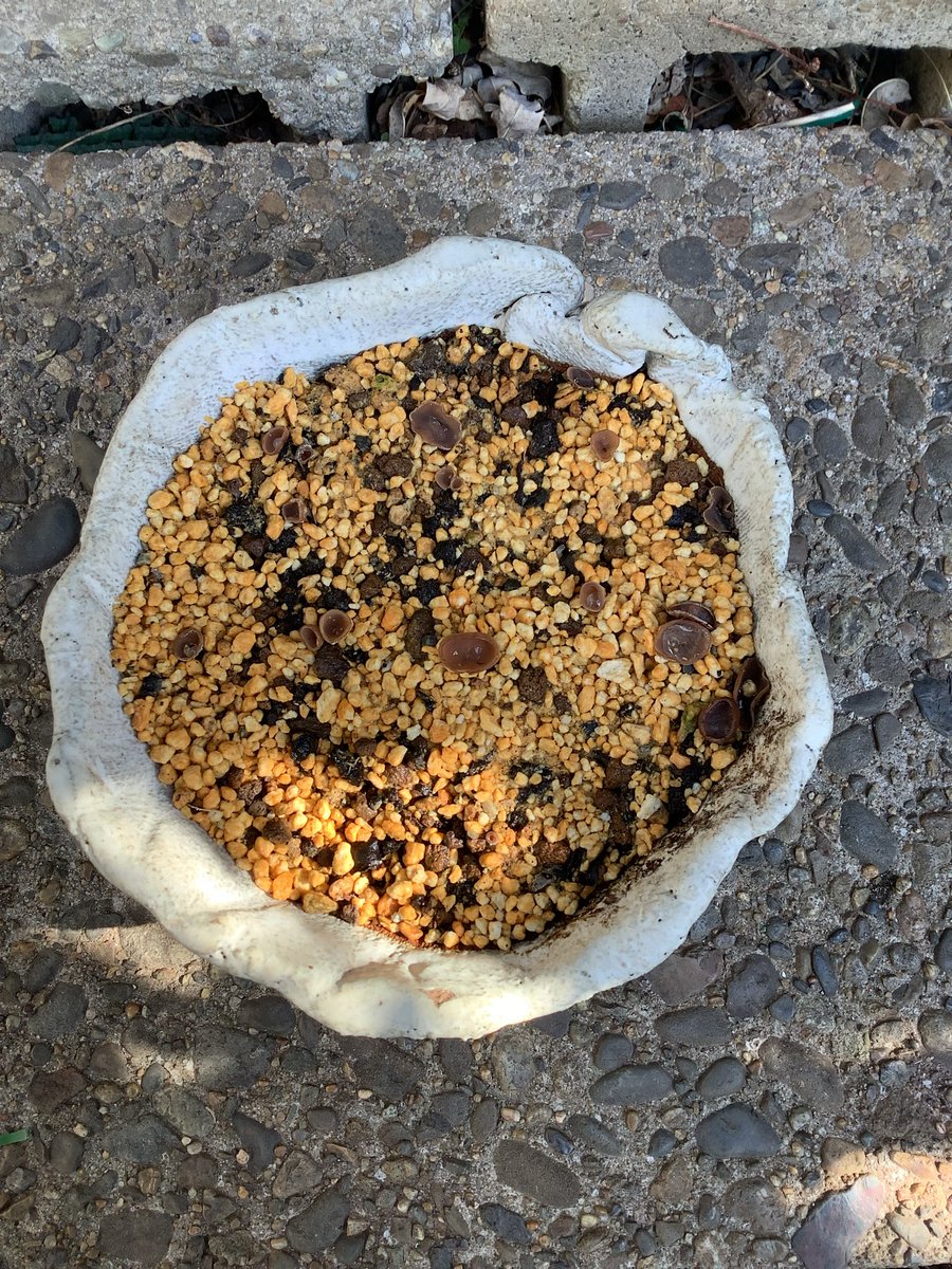 ツバキキンカクチャワンタケ、続々と出始めました！