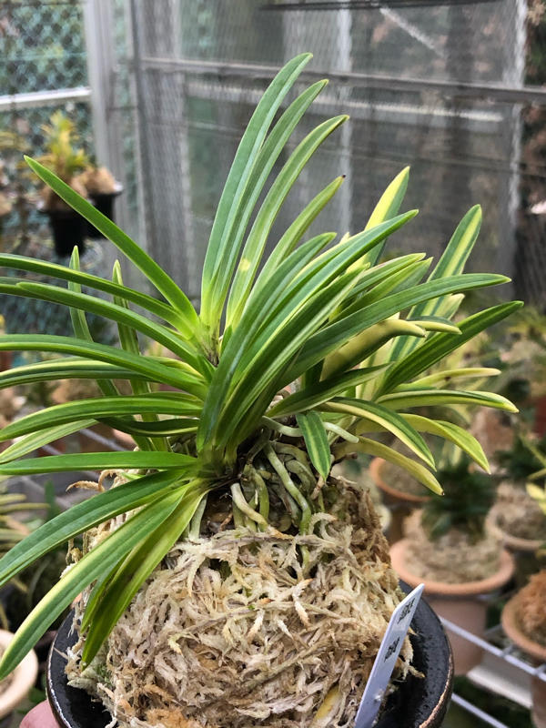 銀嶺の美術株 : □ サムライ オーキッド □ 富貴蘭 セレクトショップ