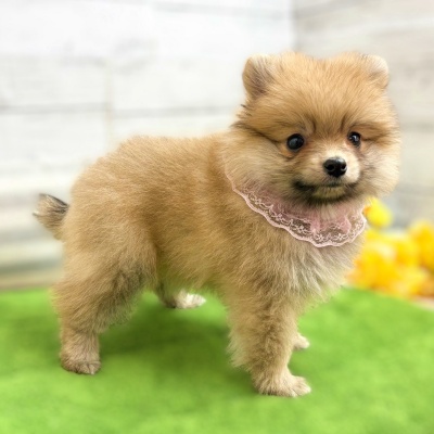 ポメラニアン - 【大阪・兵庫のペットショップ】ペットランドピース