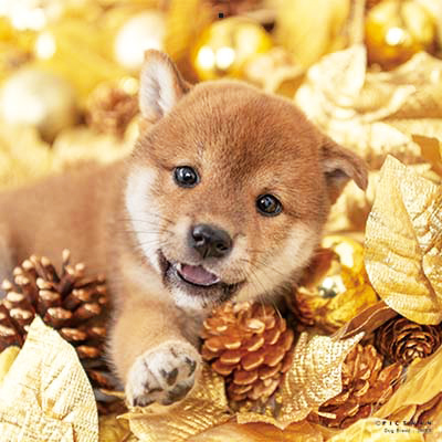 PICTWANカレンダー2026 ドッグ・セレクション【L判】