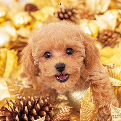 PICTWANカレンダー2026 プードル【L判】