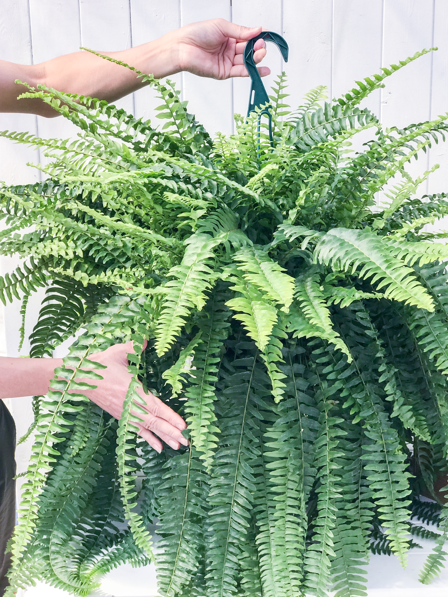 PLANCHU 観葉植物 ネフロレピス ボストンファーン Nephrolepis