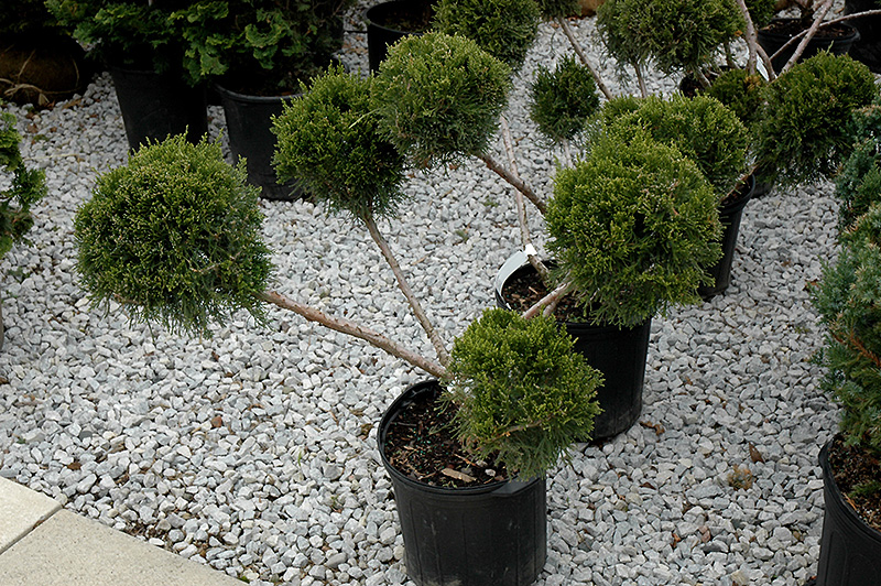 San Jose Juniper (pom pom) (Juniperus chinensis 'San Jose (pom pom