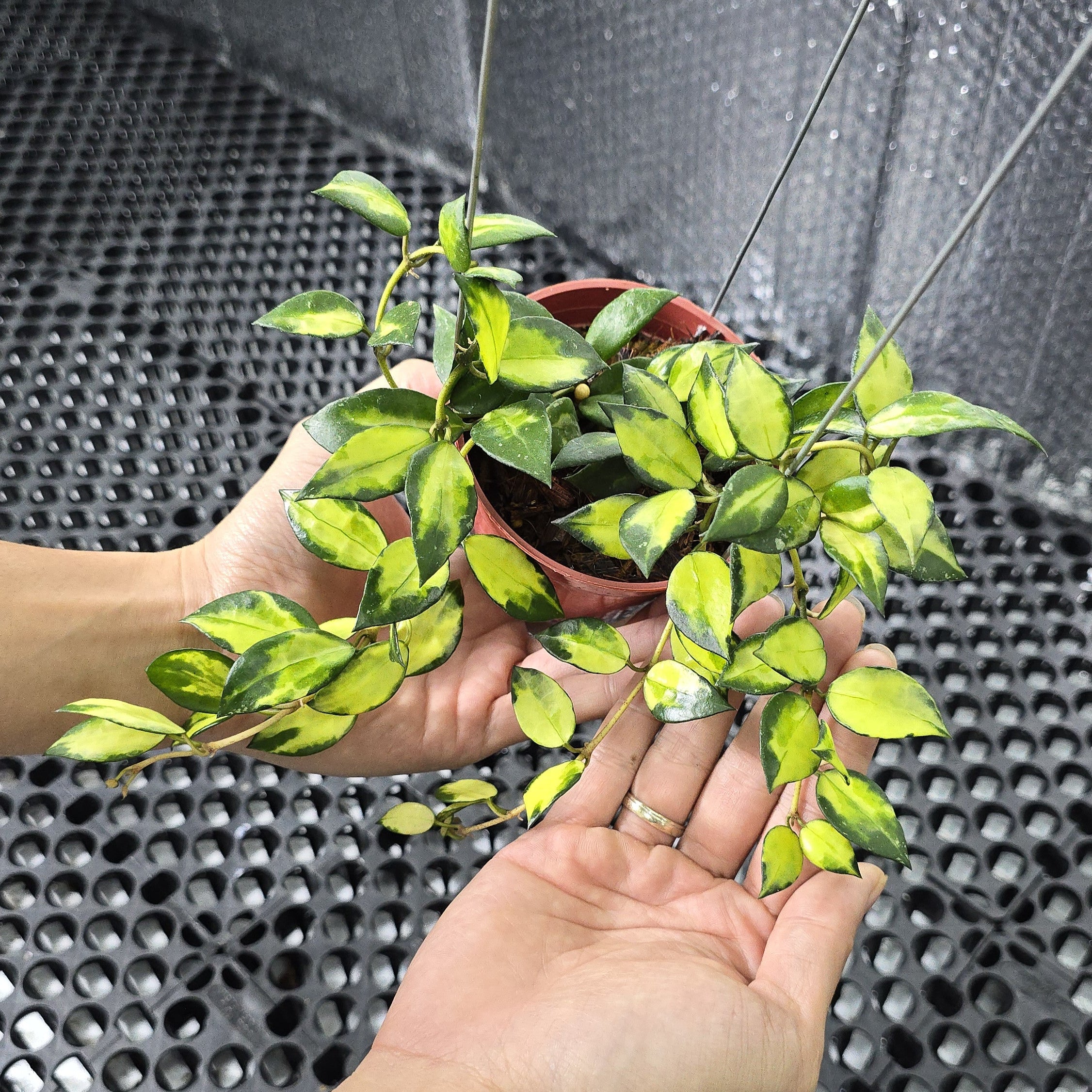 20250220-191055.jpg?v=